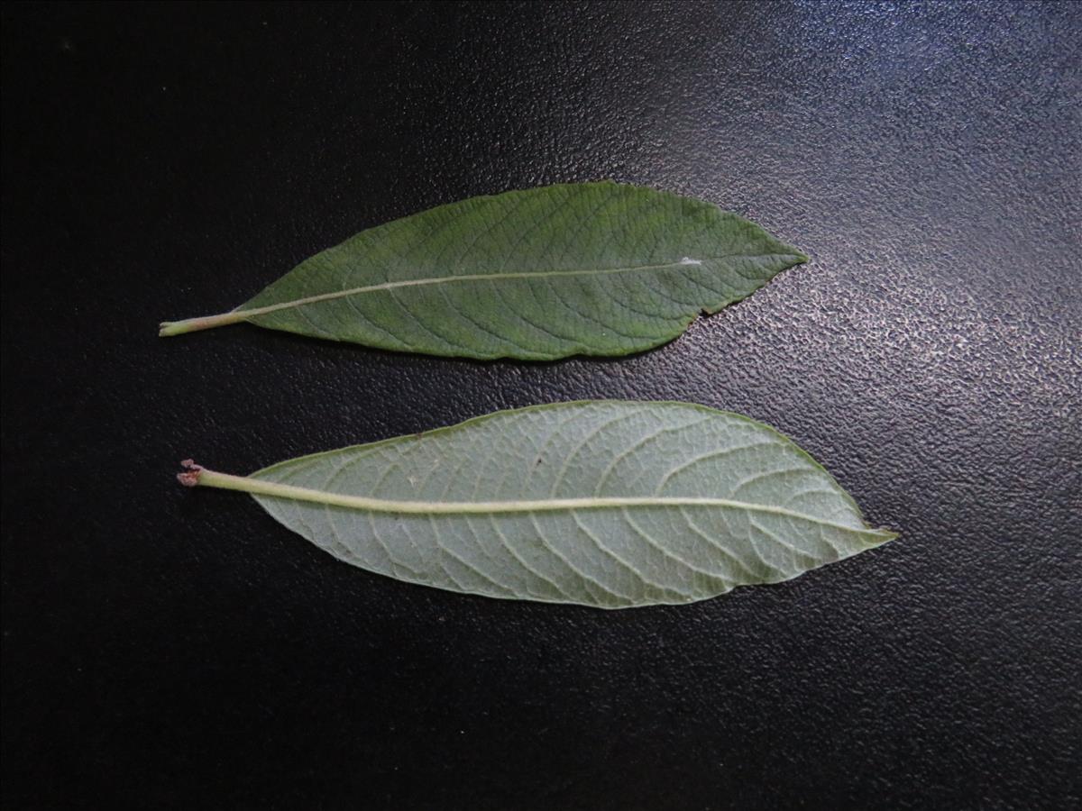 Salix x quercifolia (door Frank van Gessele)