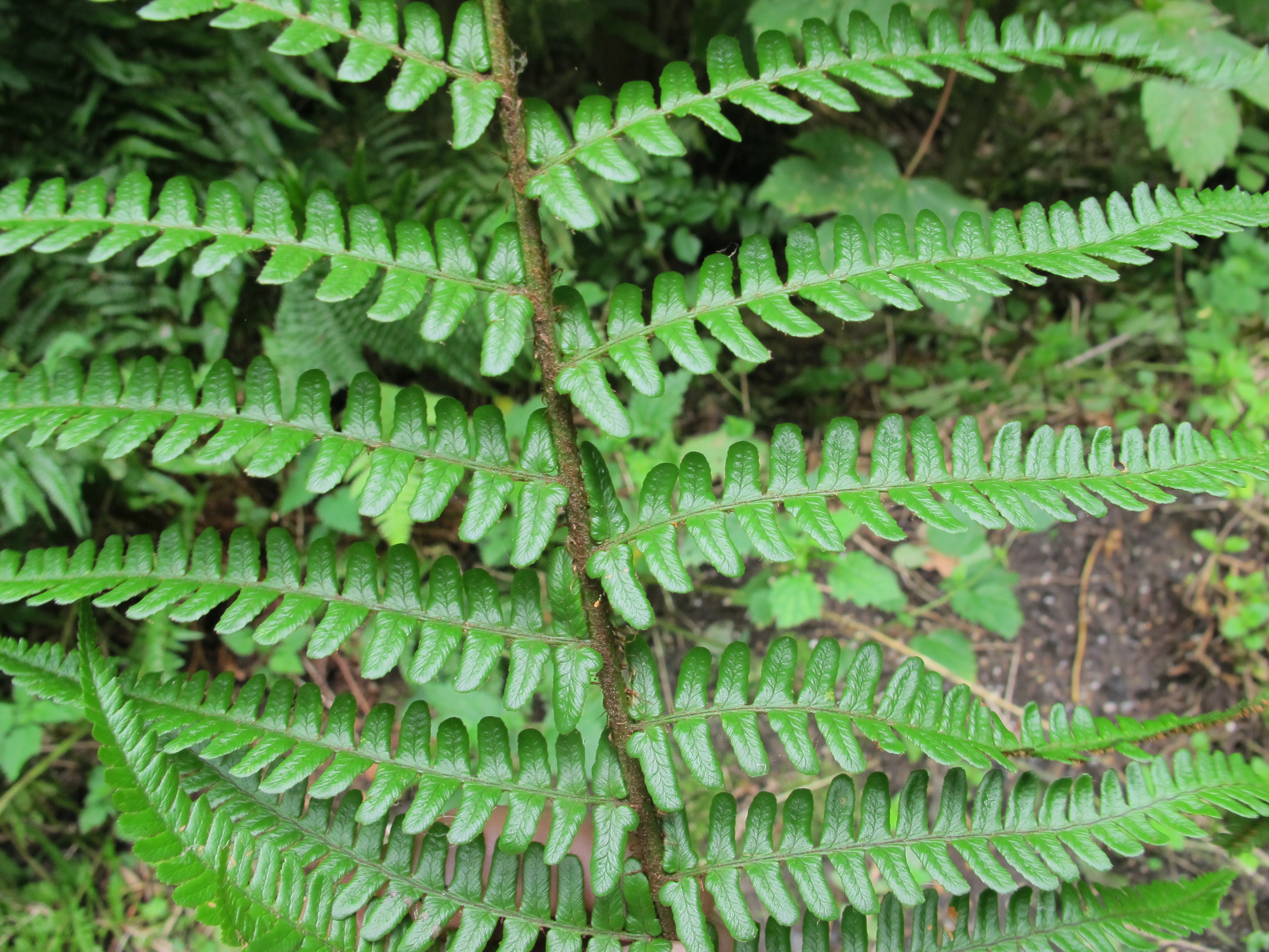 Dryopteris affinis subsp. cambrensis (door Sipke Gonggrijp)