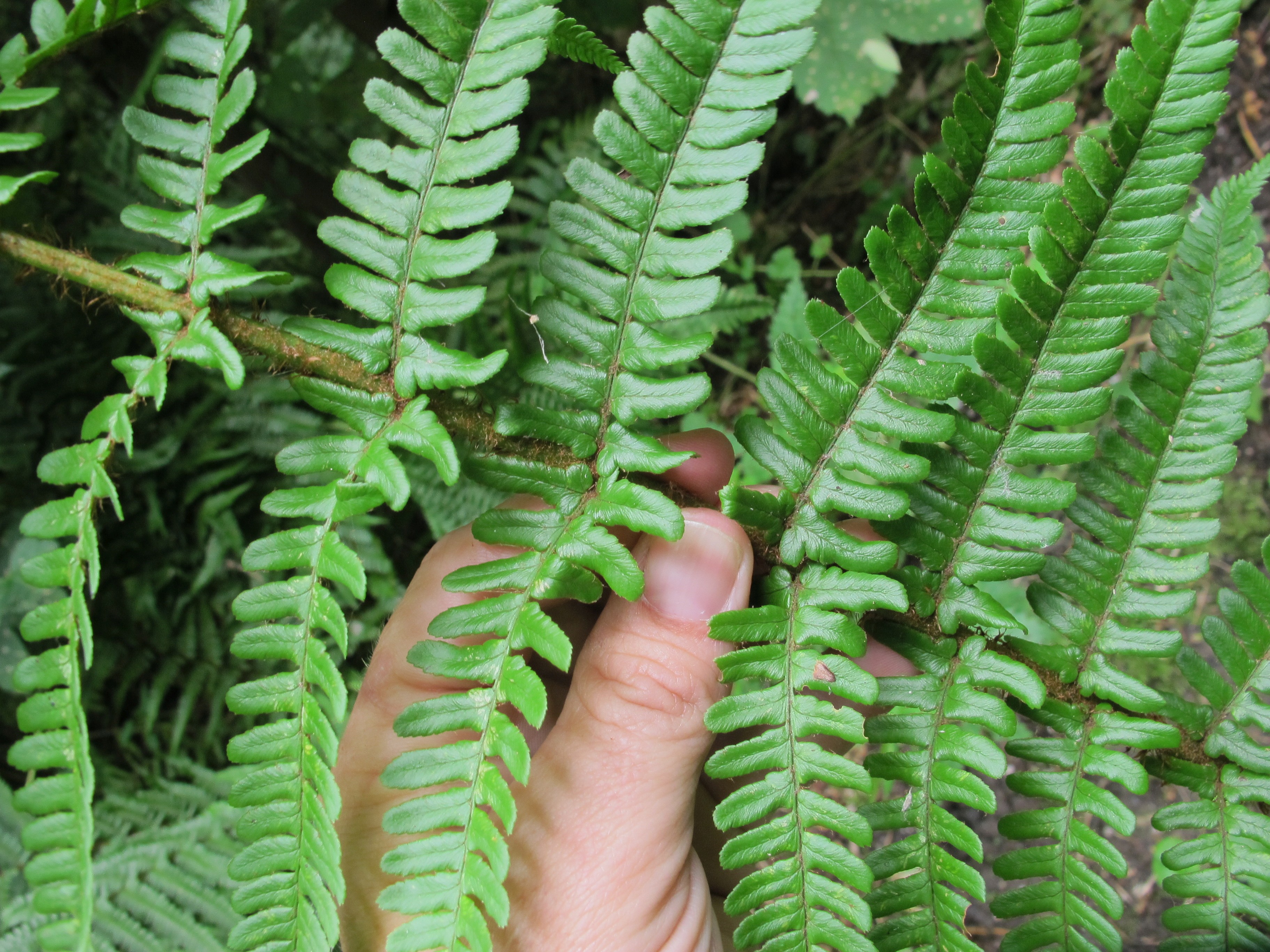 Dryopteris affinis subsp. cambrensis (door Sipke Gonggrijp)