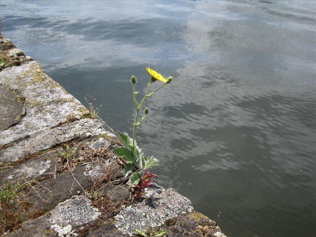 Hieracium sect. Amplexicaulia (door Grada Menting)