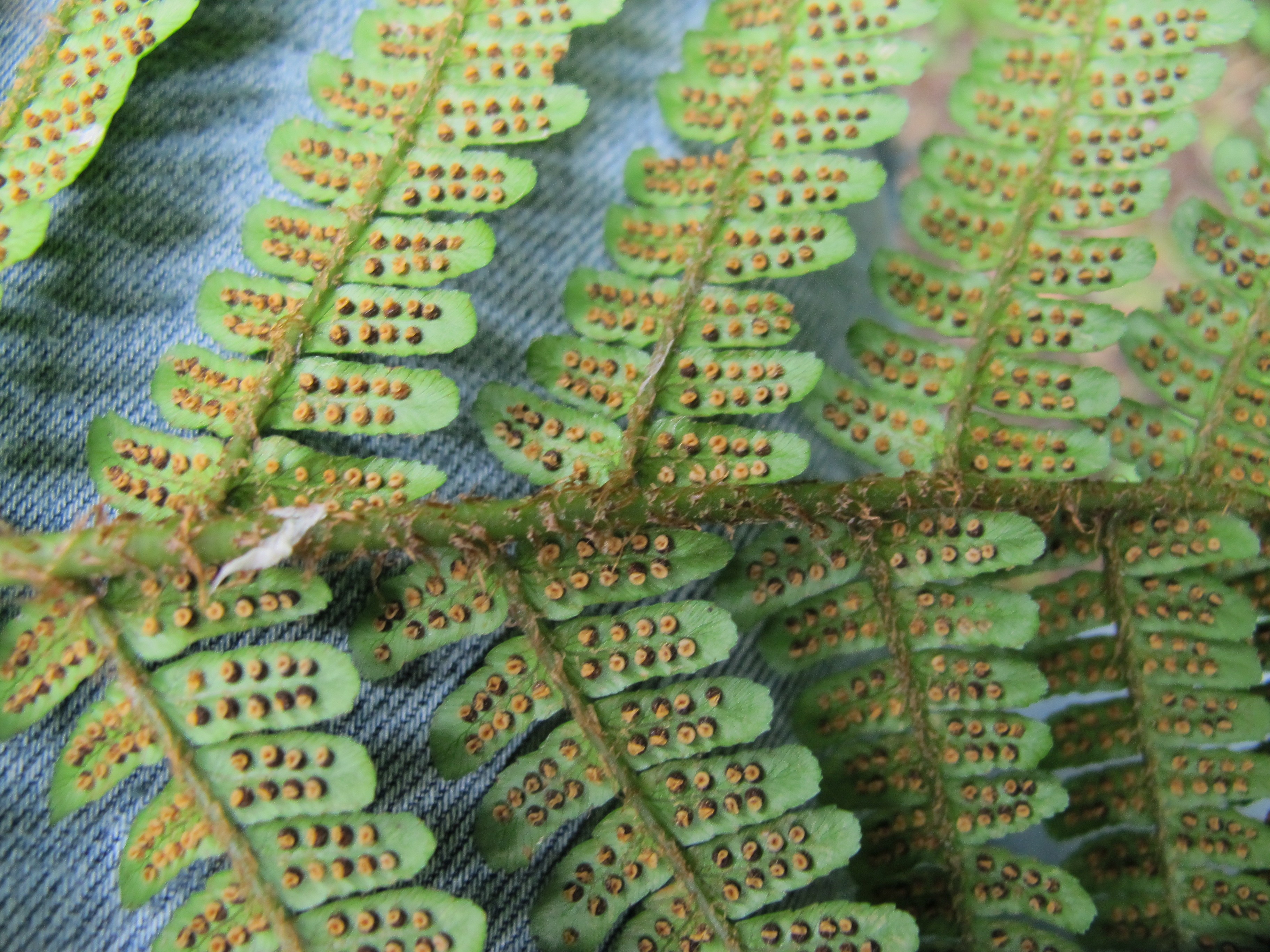 Dryopteris affinis subsp. cambrensis (door Sipke Gonggrijp)