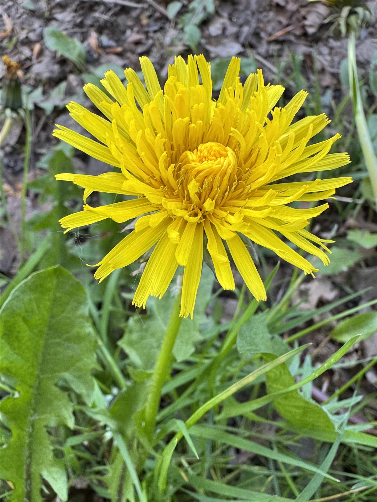 Taraxacum lucidiforme (door Jelle Hofstra)