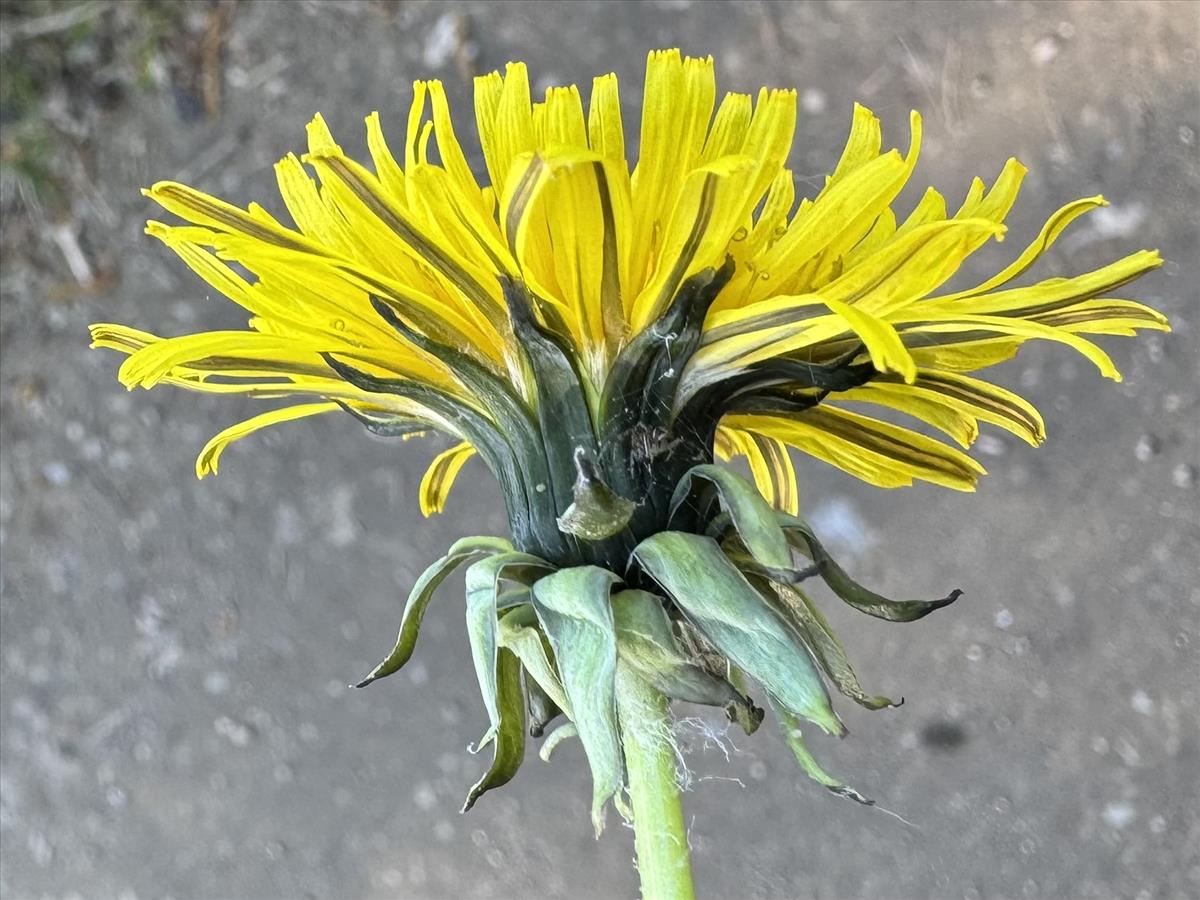 Taraxacum lucidiforme (door Jelle Hofstra)