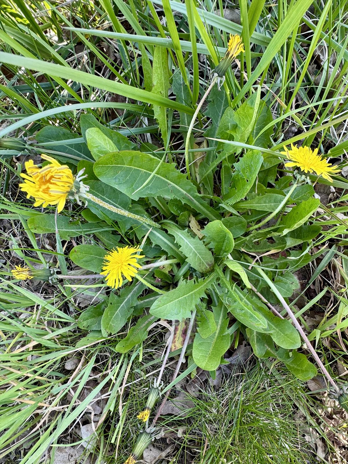 Taraxacum fridenii (door Jelle Hofstra)
