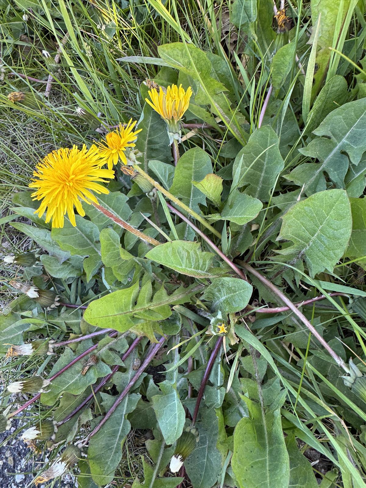 Taraxacum fridenii (door Jelle Hofstra)