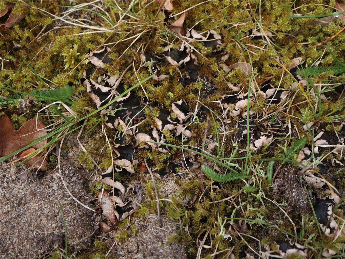 Peltigera neckeri (door Tom Schier)