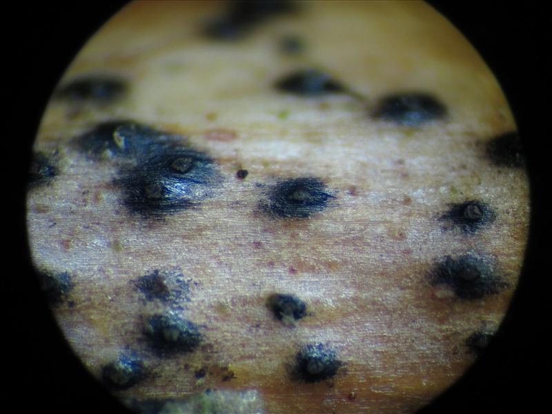 Anthostomella nitidula (door Marian Jagers)
