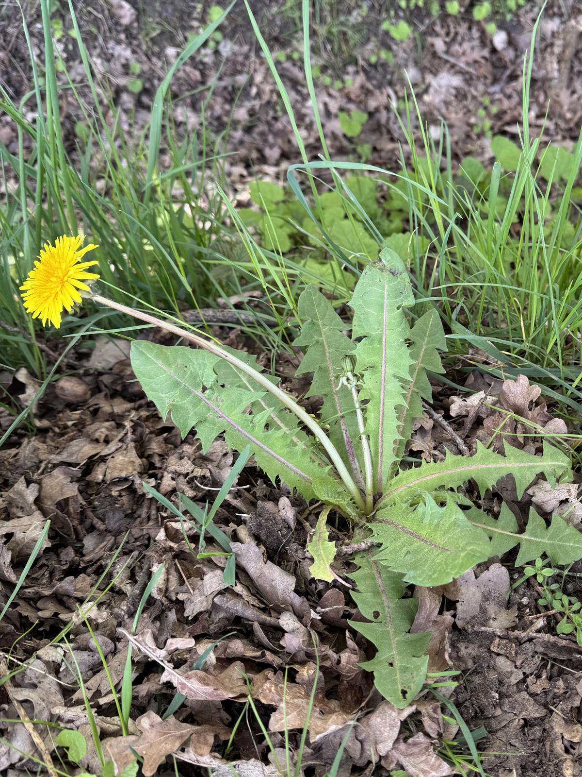 Taraxacum fridenii (door Jelle Hofstra)