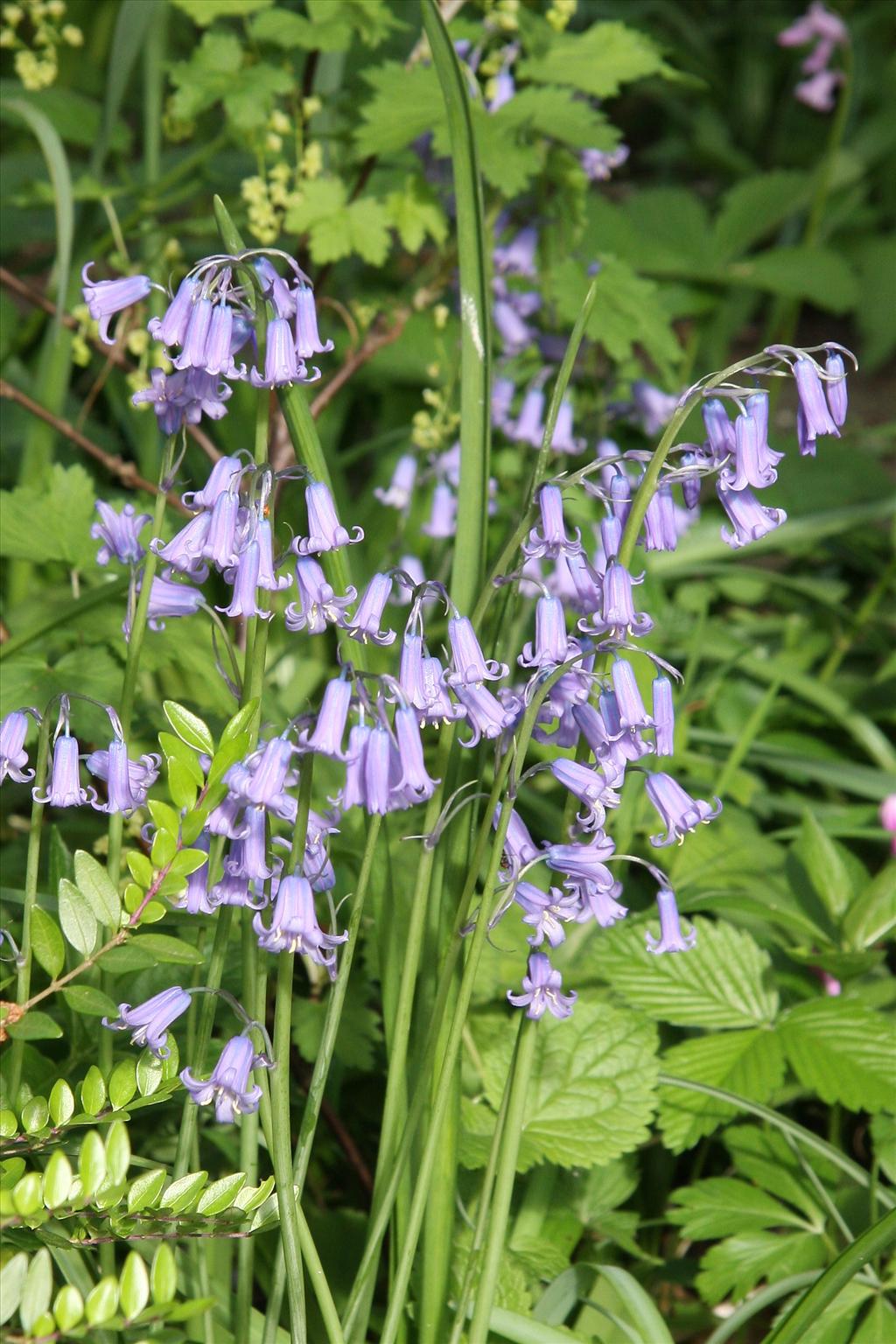 Hyacinthoides x massartiana (door Fred Bos)