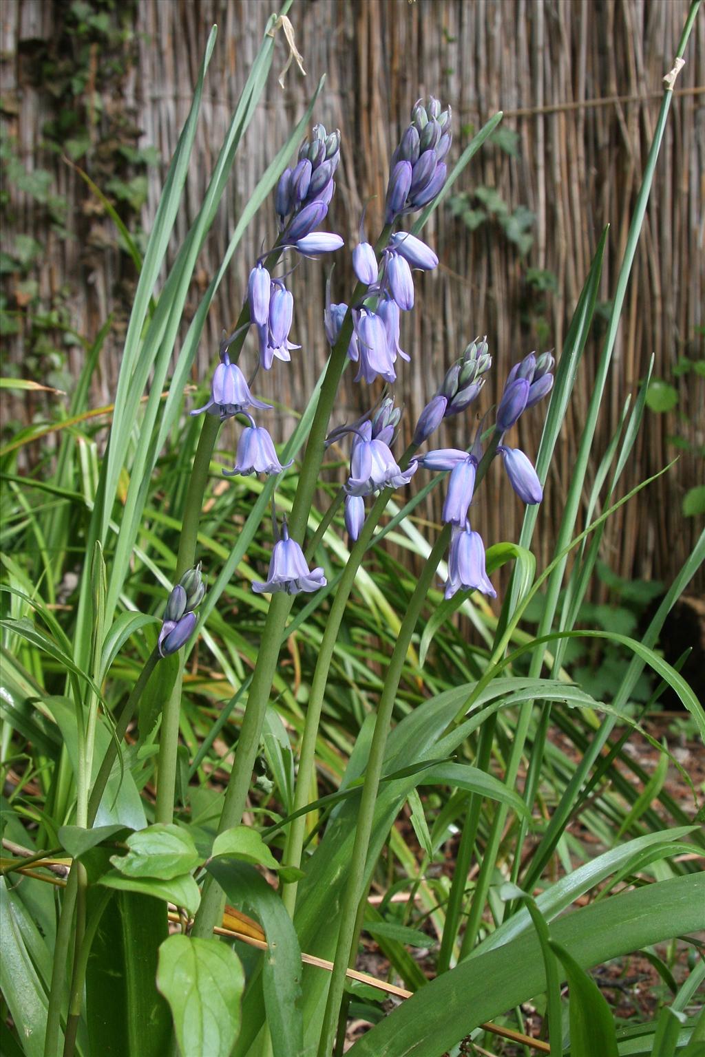 Hyacinthoides hispanica (door Fred Bos)