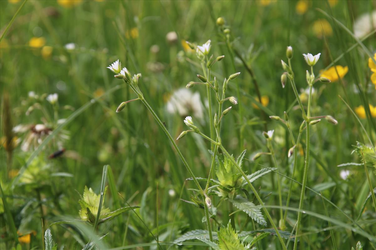 Cerastium fontanum subsp. vulgare (door Stef van Walsum)