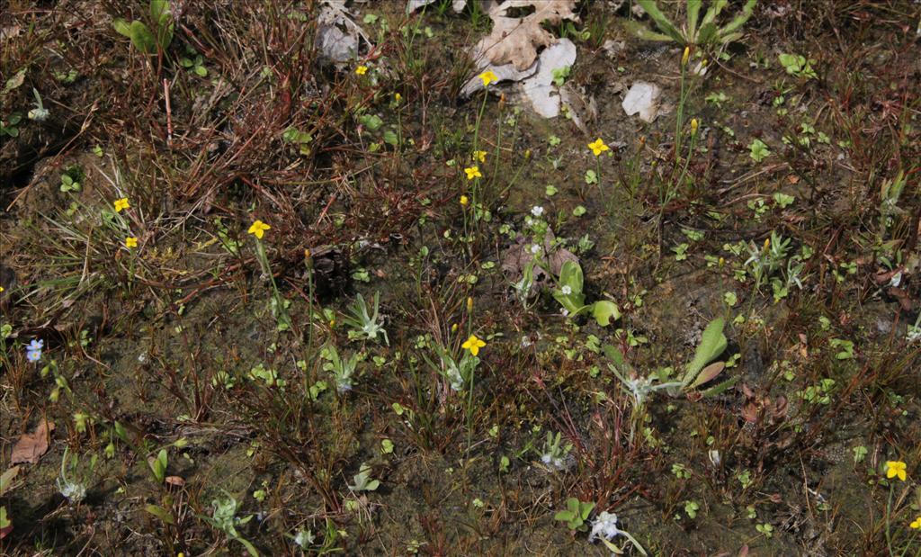 Cicendia filiformis (door Jelle Hofstra)