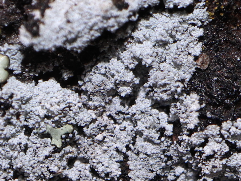 Lepraria neglecta (door Tom Schier)