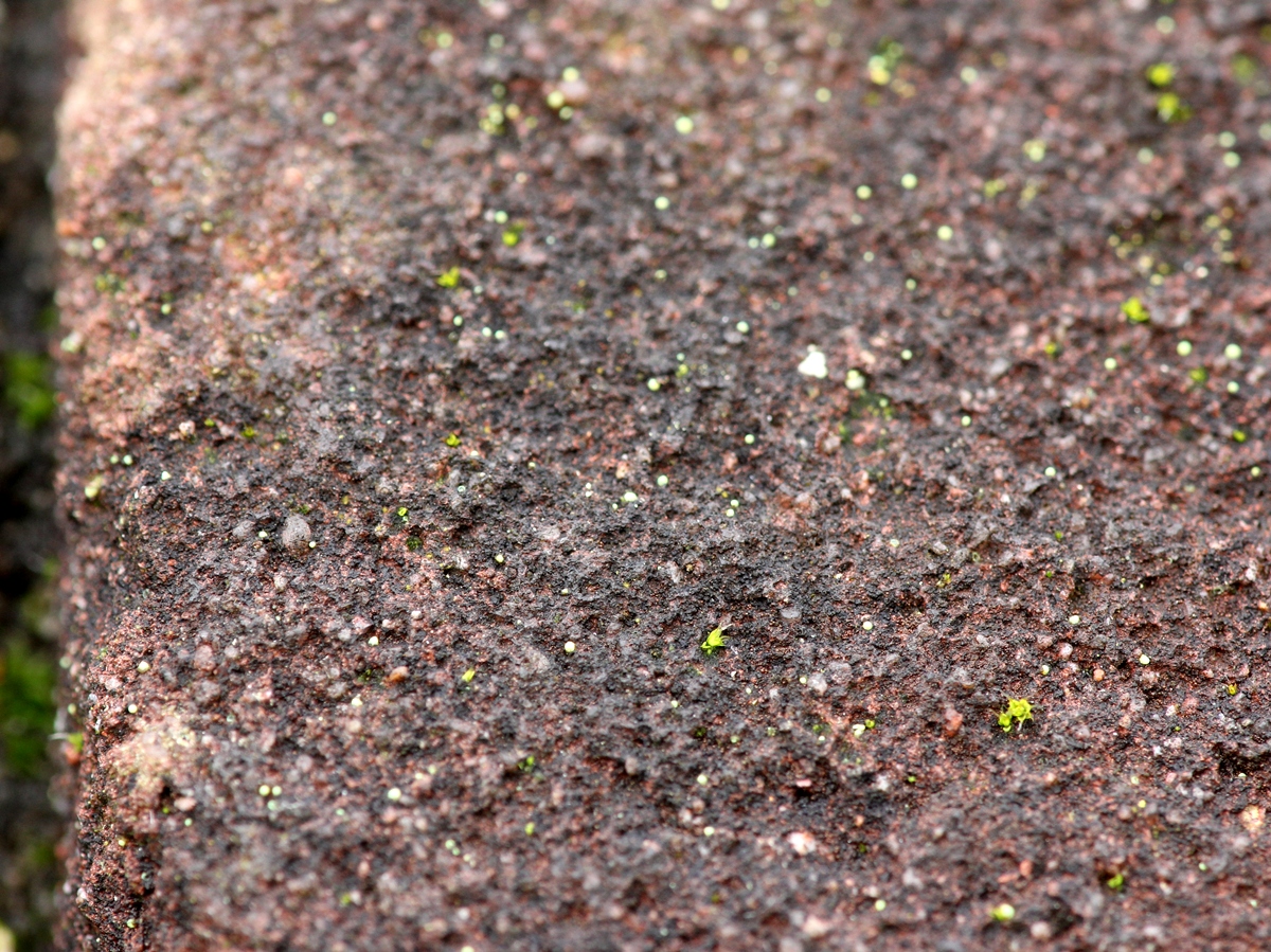 Thelocarpon coccosporum (door Ruud van Middelkoop)