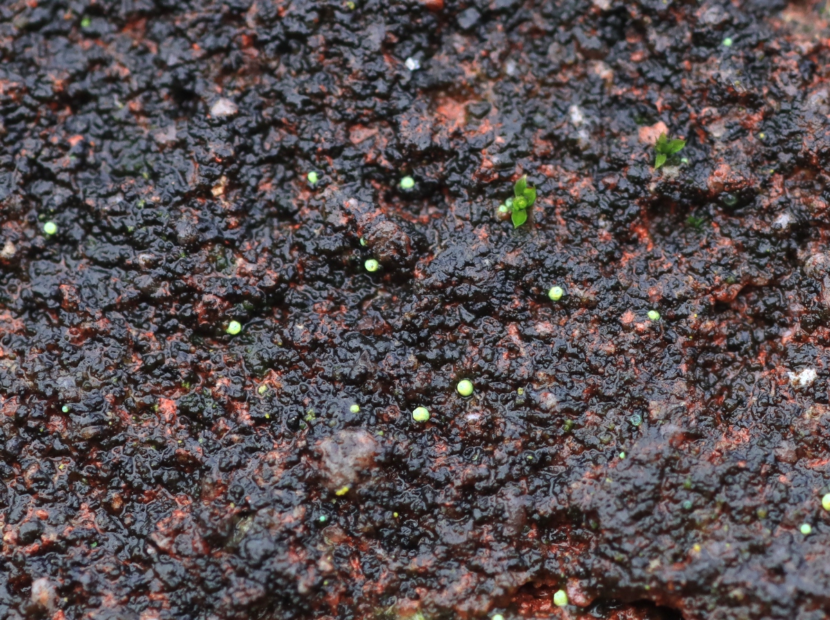 Thelocarpon coccosporum (door Ruud van Middelkoop)