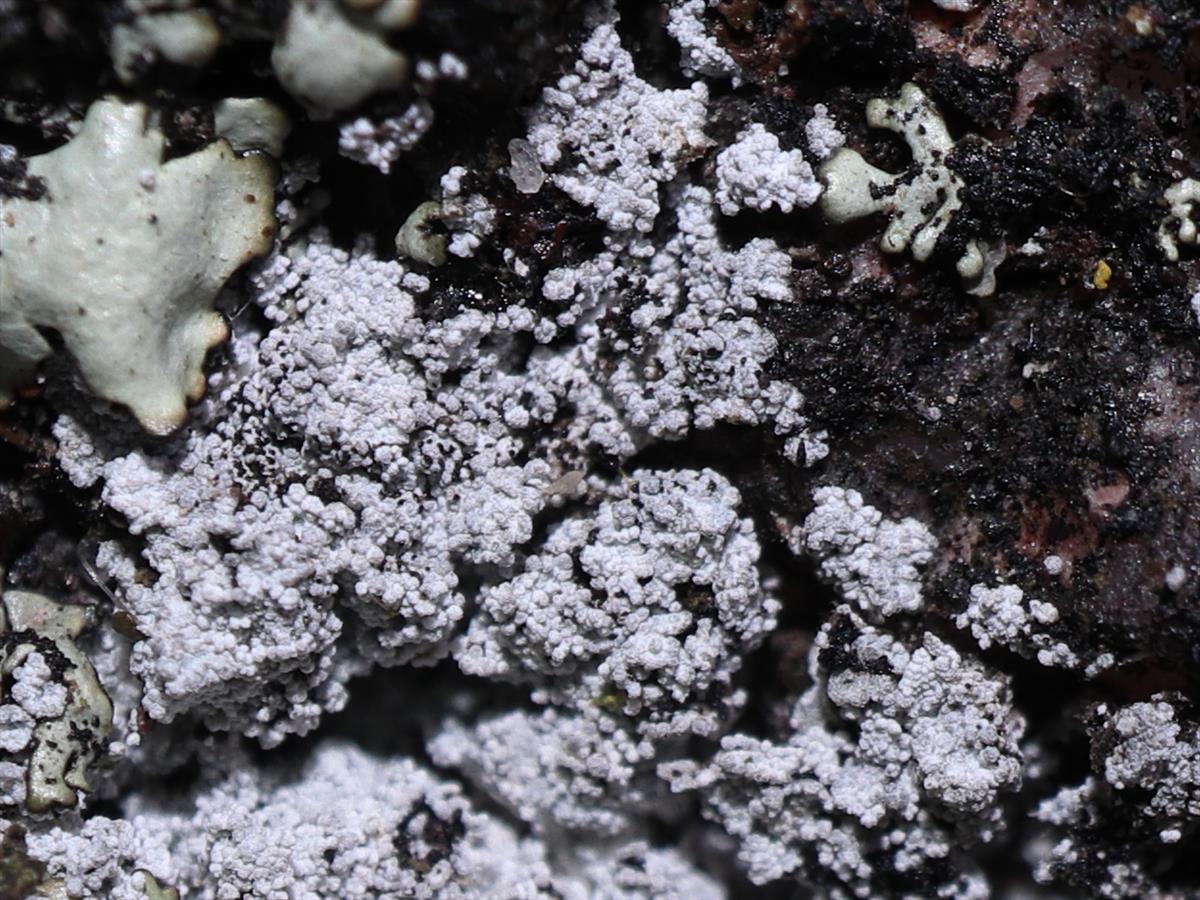 Lepraria neglecta (door Tom Schier)