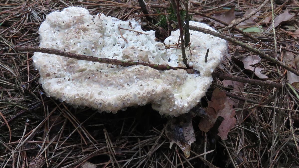 Postia guttulata (door Nina Verkaik-de Haan)