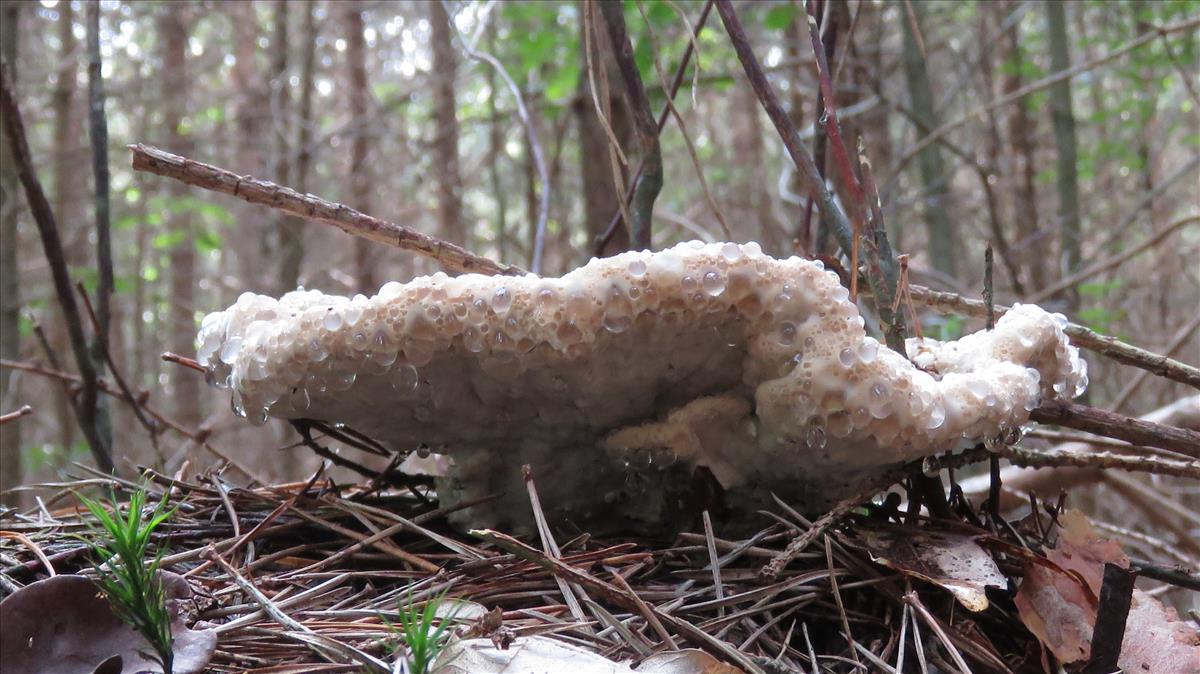 Postia guttulata (door Nina Verkaik-de Haan)