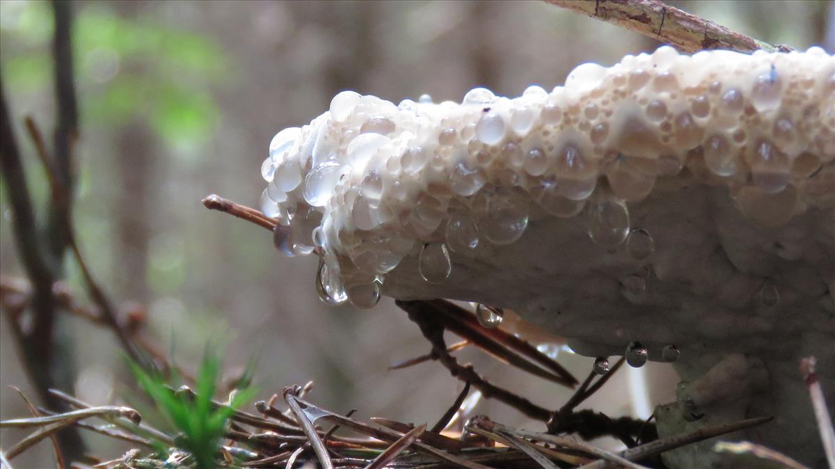 Postia guttulata (door Nina Verkaik-de Haan)