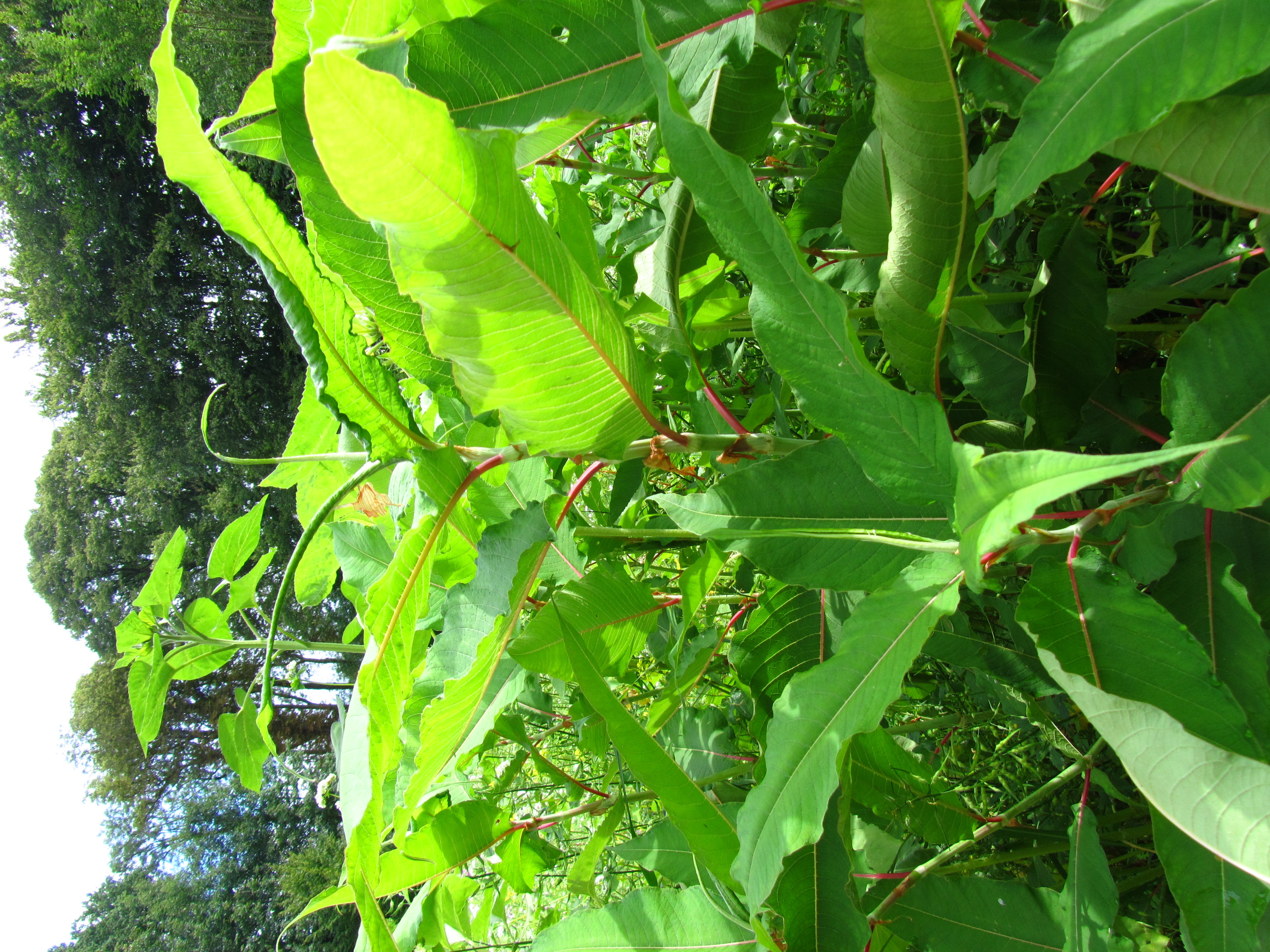 Persicaria wallichii (door Jan Paasman)