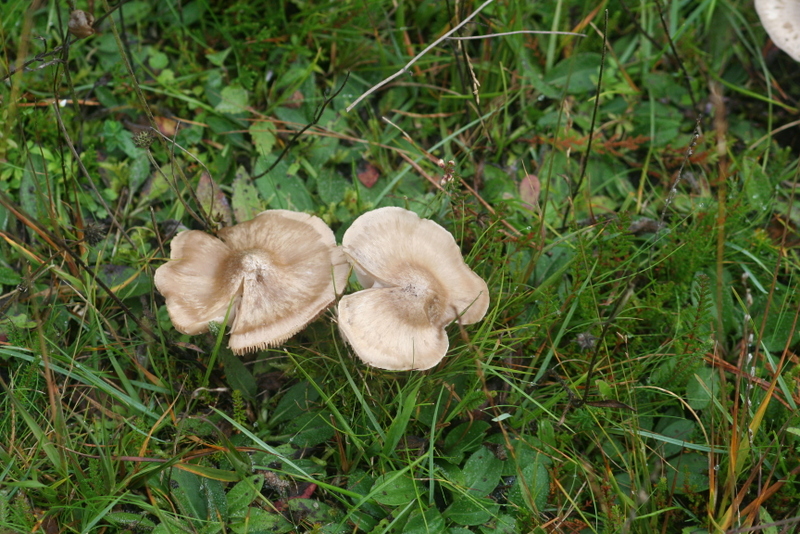 Entoloma prunuloides (door Harry Wouda)