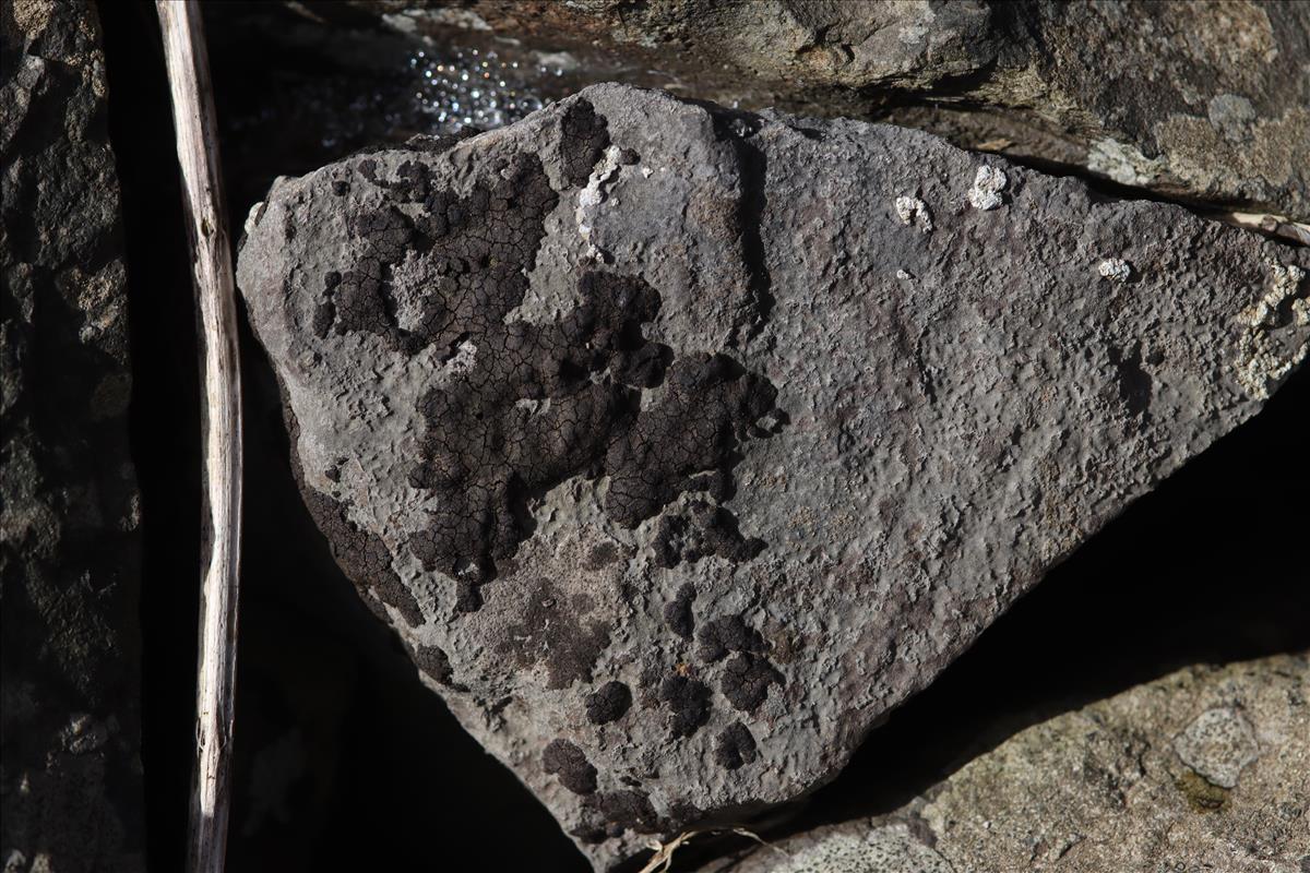 Placopyrenium fuscellum (door René van Bruggen)