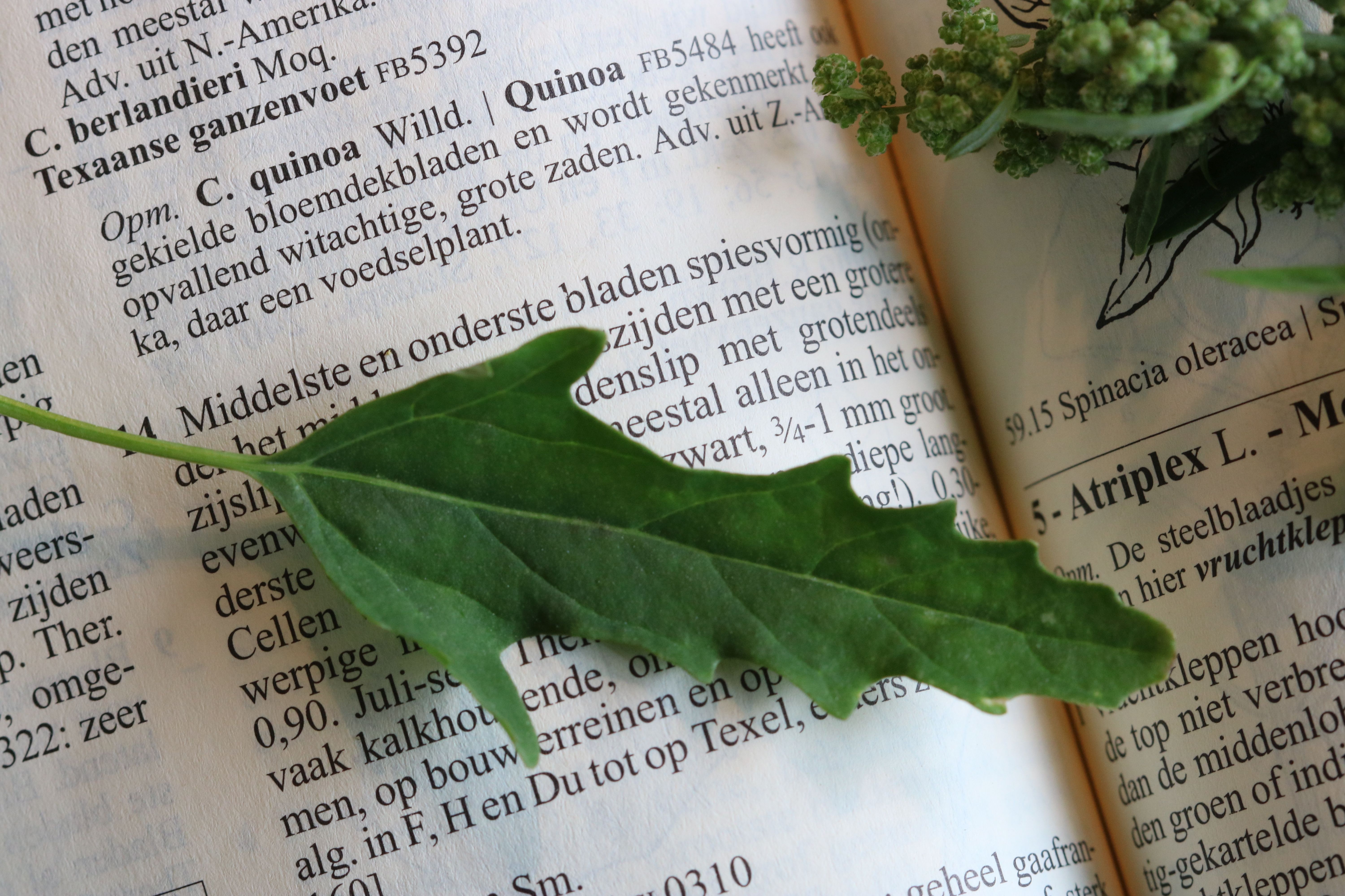 Chenopodium ficifolium (door Vera Vandenbulcke)