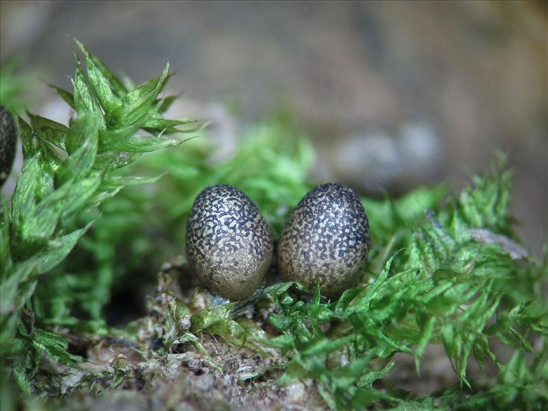 Lycogala conicum (door Marian Jagers)