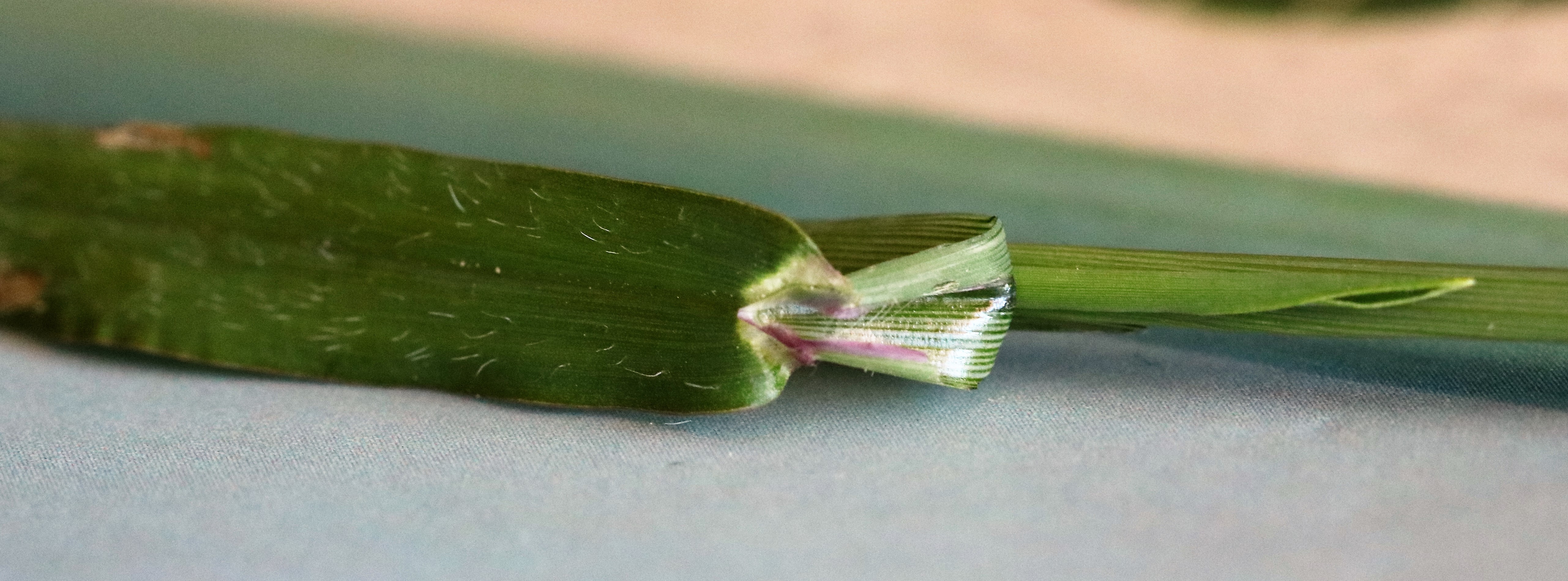 Digitaria sanguinalis (door Vera Vandenbulcke)