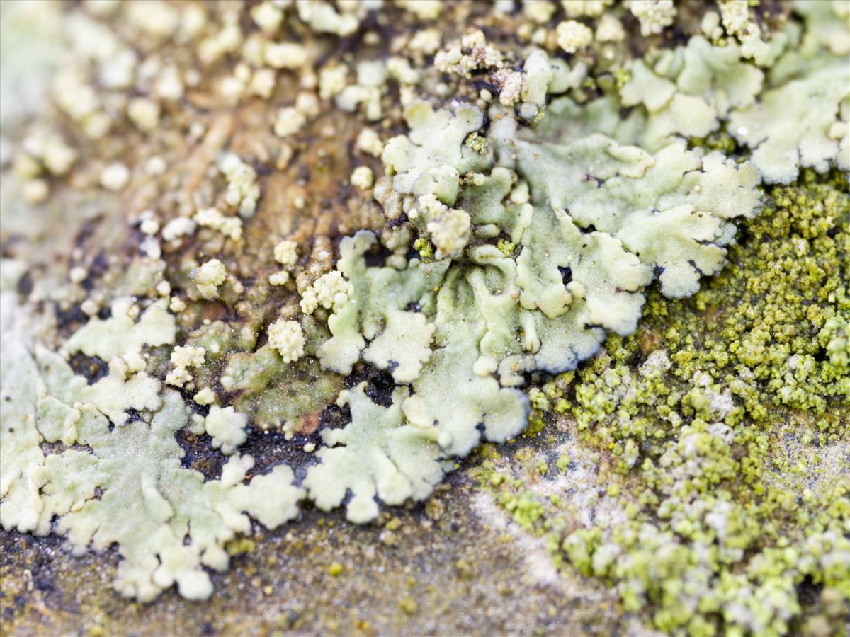 Hyperphyscia lucida (door Matthijs Molenaar)