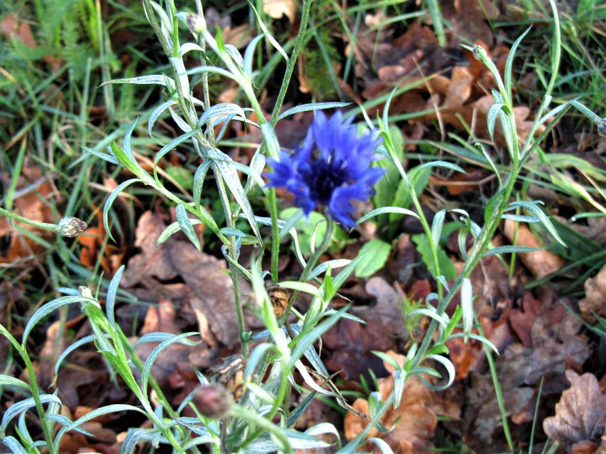 Centaurea cyanus (door Jan Paasman)