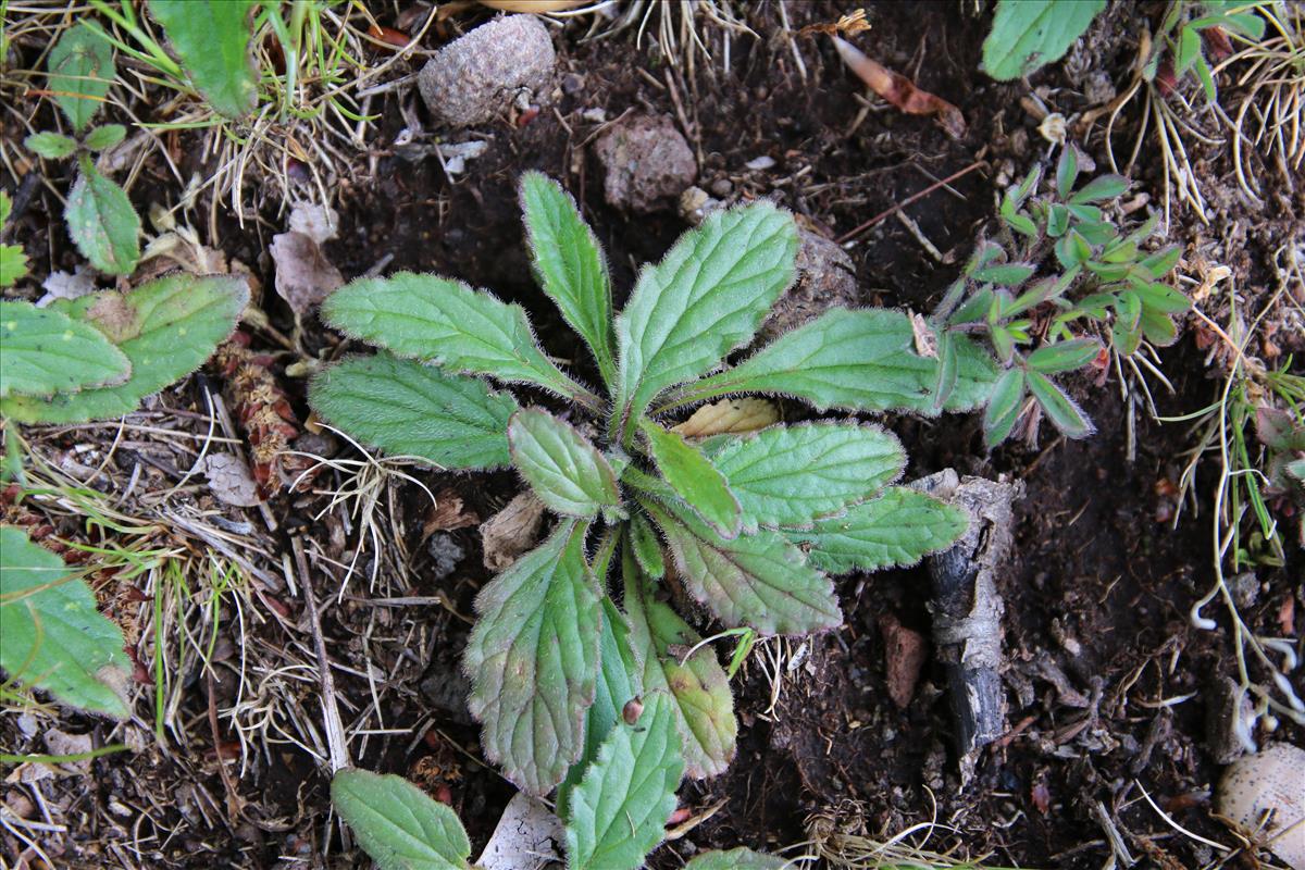 Ajuga genevensis (door Stef van Walsum)