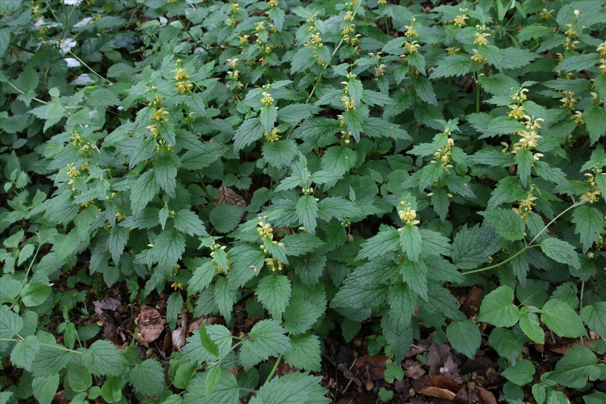 Lamiastrum galeobdolon subsp. montanum (door Stef van Walsum)