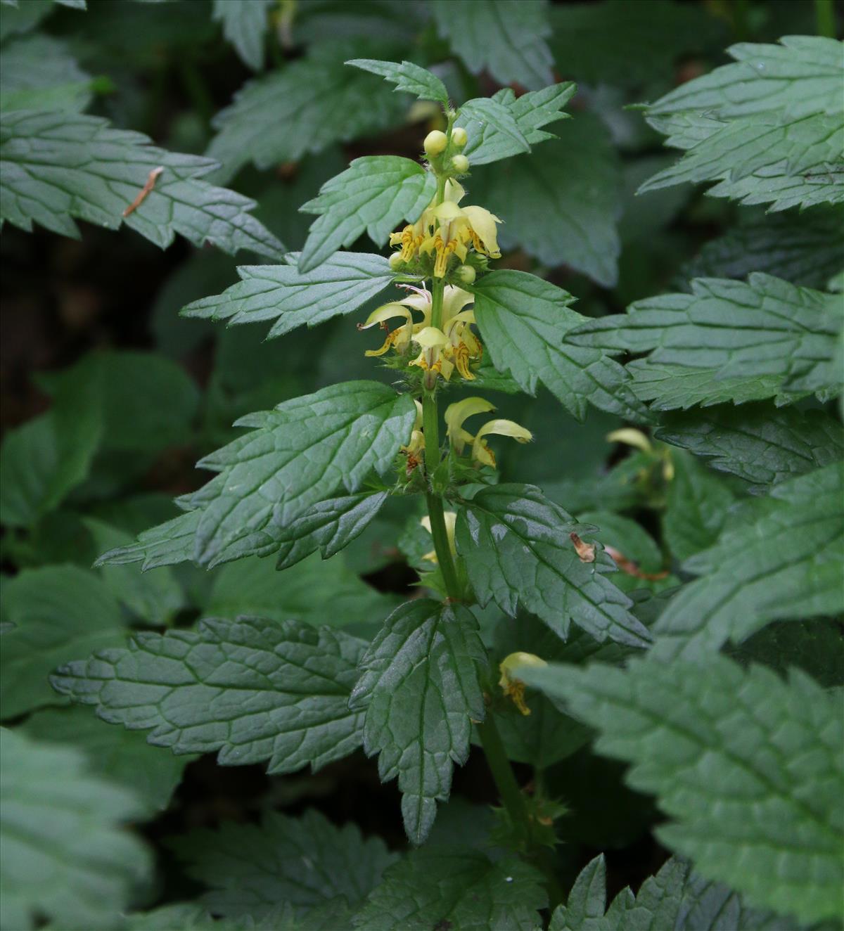 Lamiastrum galeobdolon subsp. montanum (door Stef van Walsum)