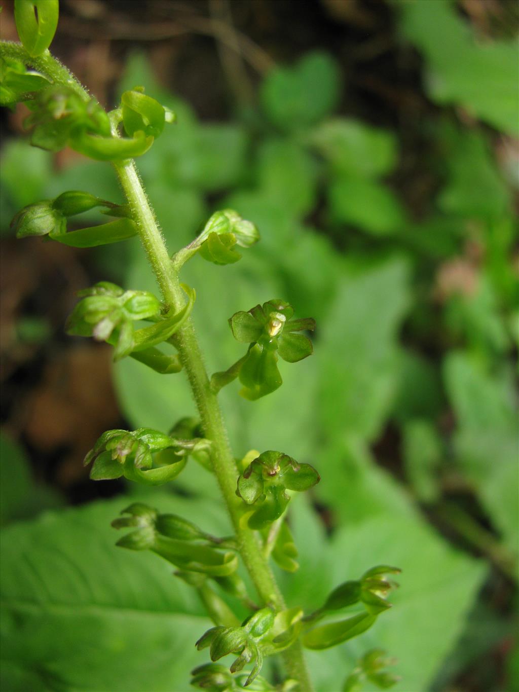 Neottia ovata (door J.L.J. Wolfs)