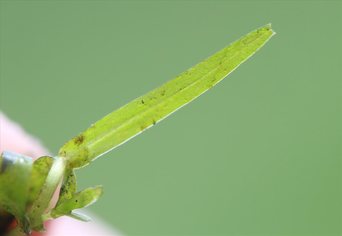 Callitriche hermaphroditica (door Niels Eimers)