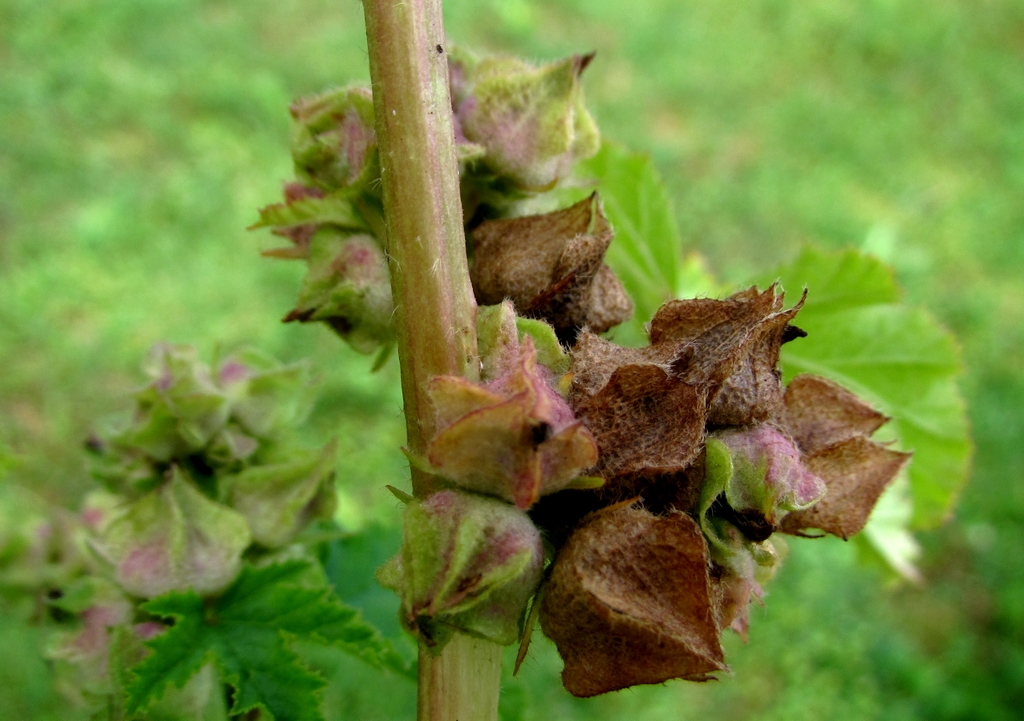 Malva verticillata (door Joke Schaminée-Sluis)