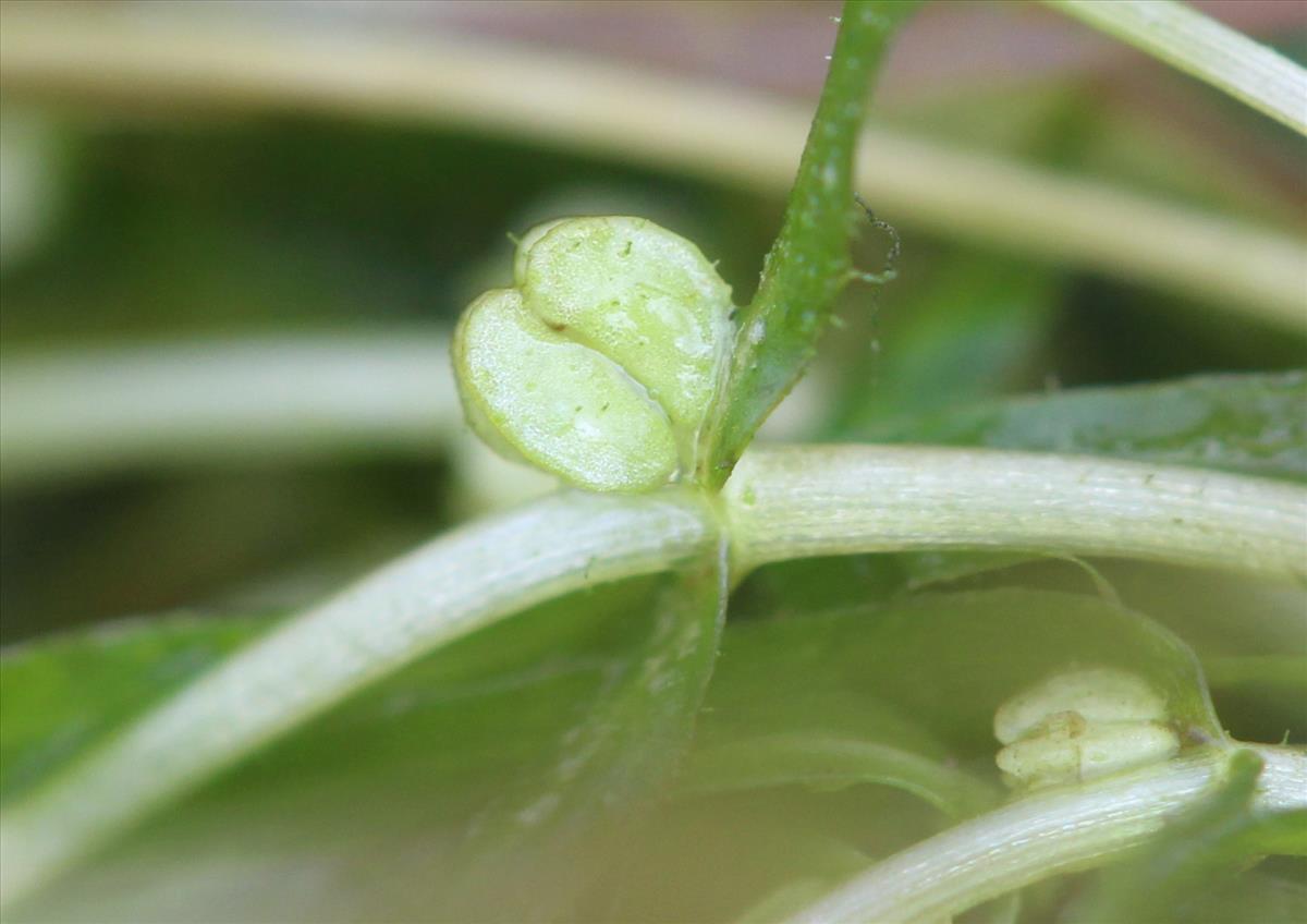 Callitriche hermaphroditica (door Niels Eimers)