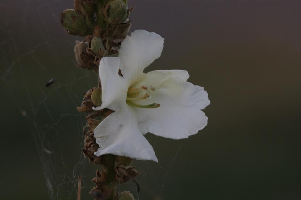 Verbascum lychnitis (door Edwin de Weerd)