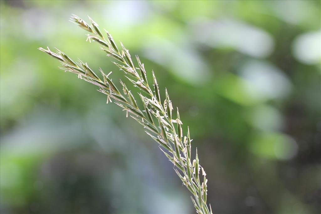 Elymus repens (door Valentine Kalwij)