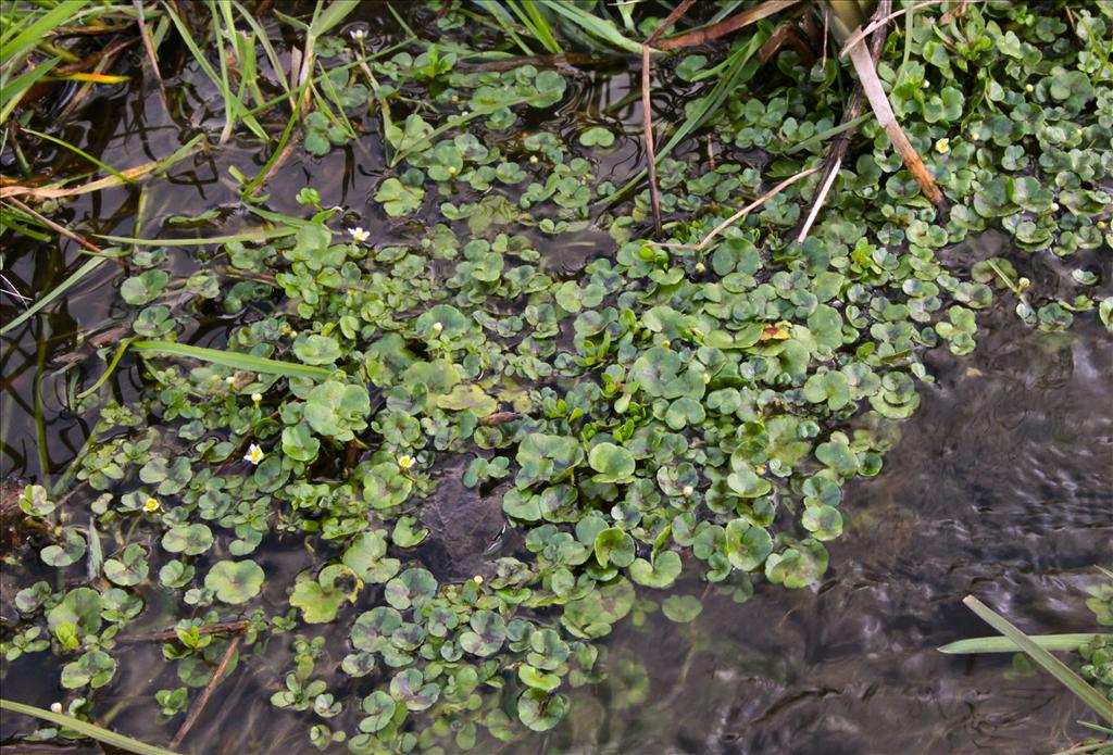 Ranunculus hederaceus (door Jelle Hofstra)