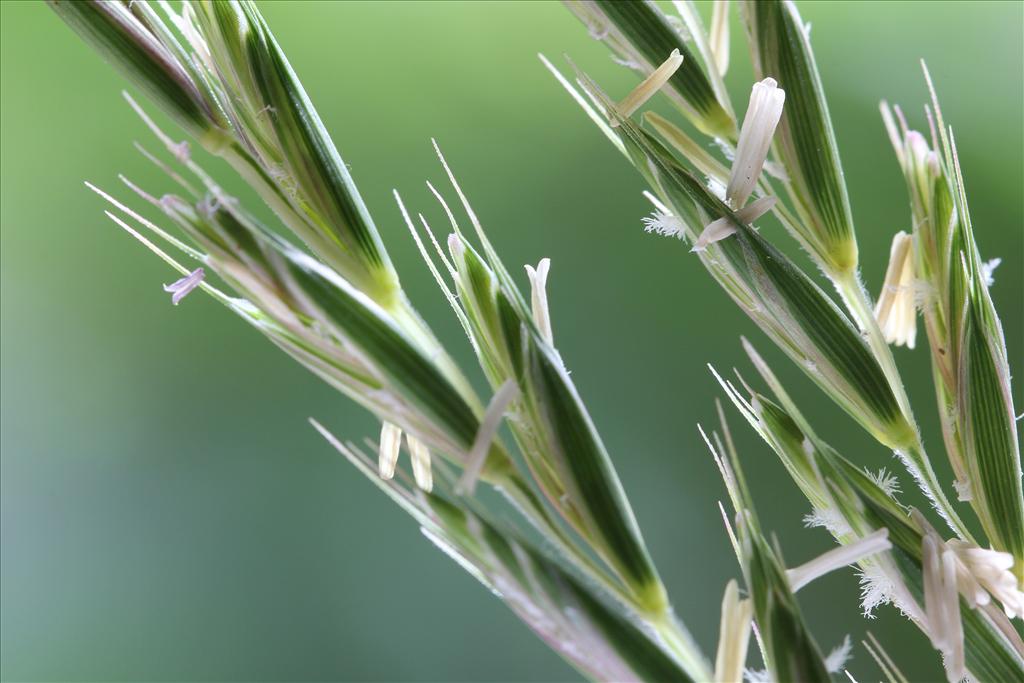 Elymus repens (door Valentine Kalwij)