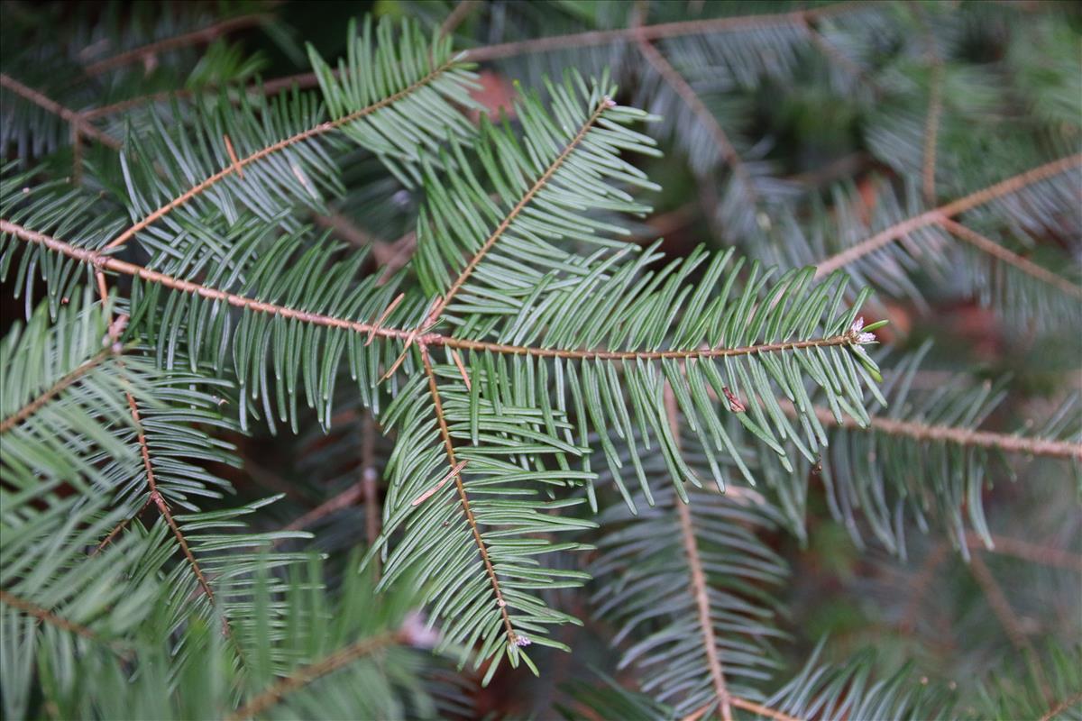 Abies grandis (door Stef van Walsum)
