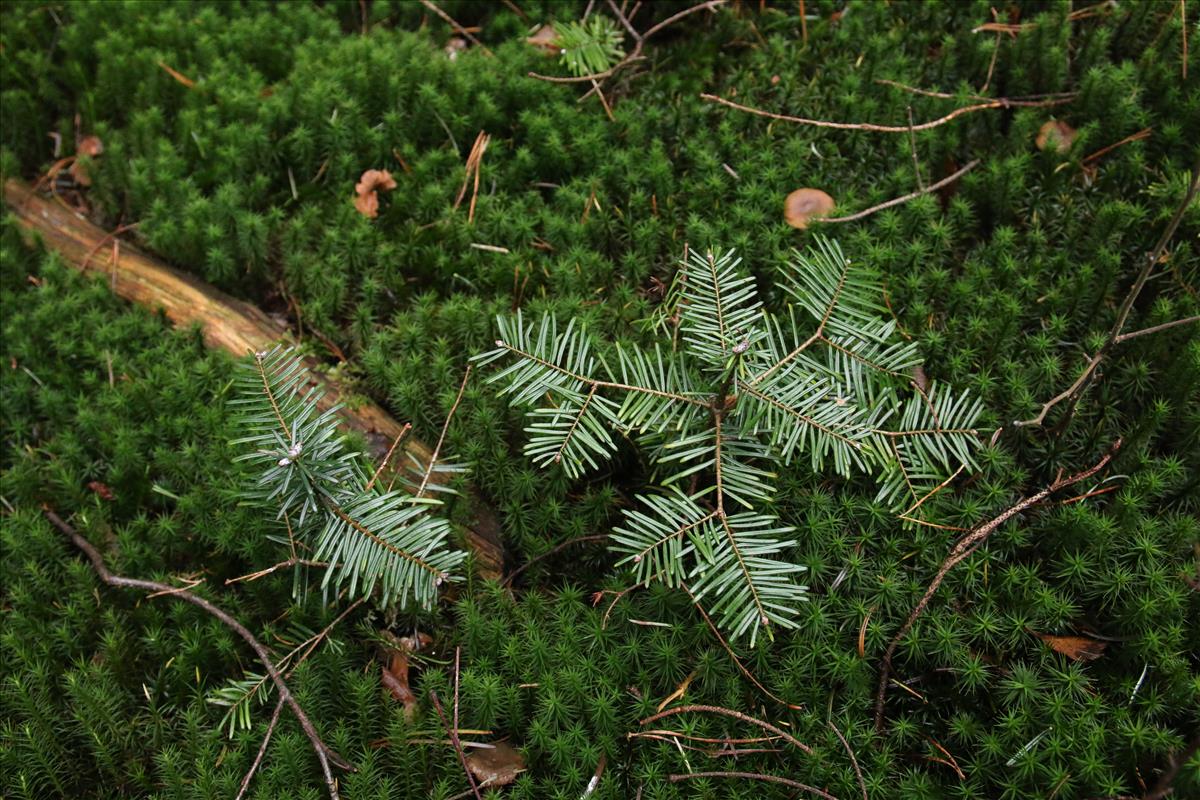Abies grandis (door Stef van Walsum)
