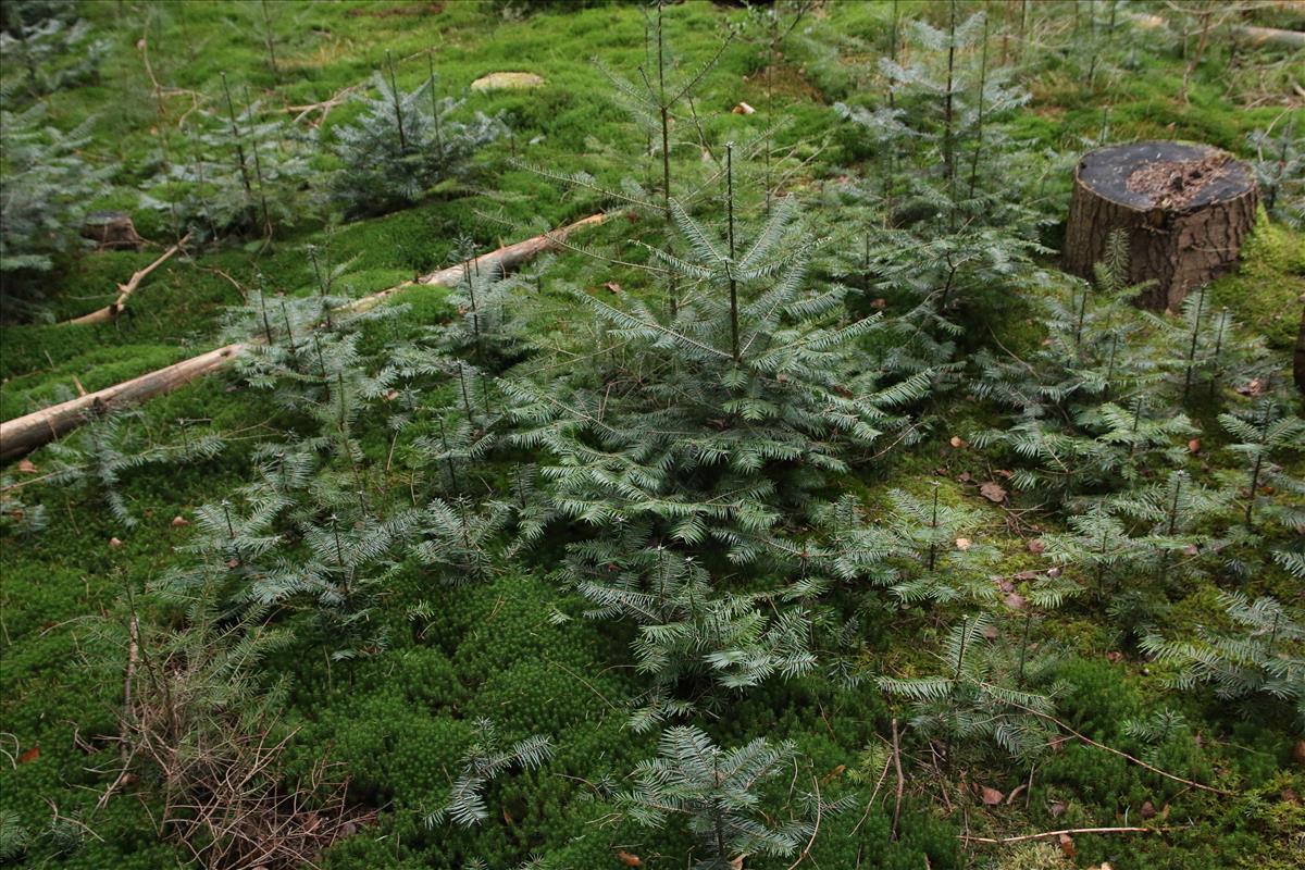 Abies grandis (door Stef van Walsum)