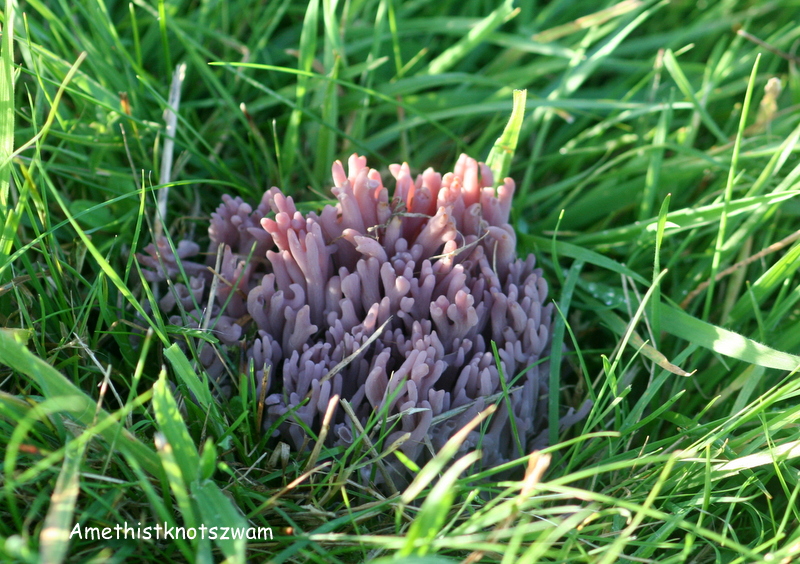 Clavaria zollingeri (door Harry Wouda)