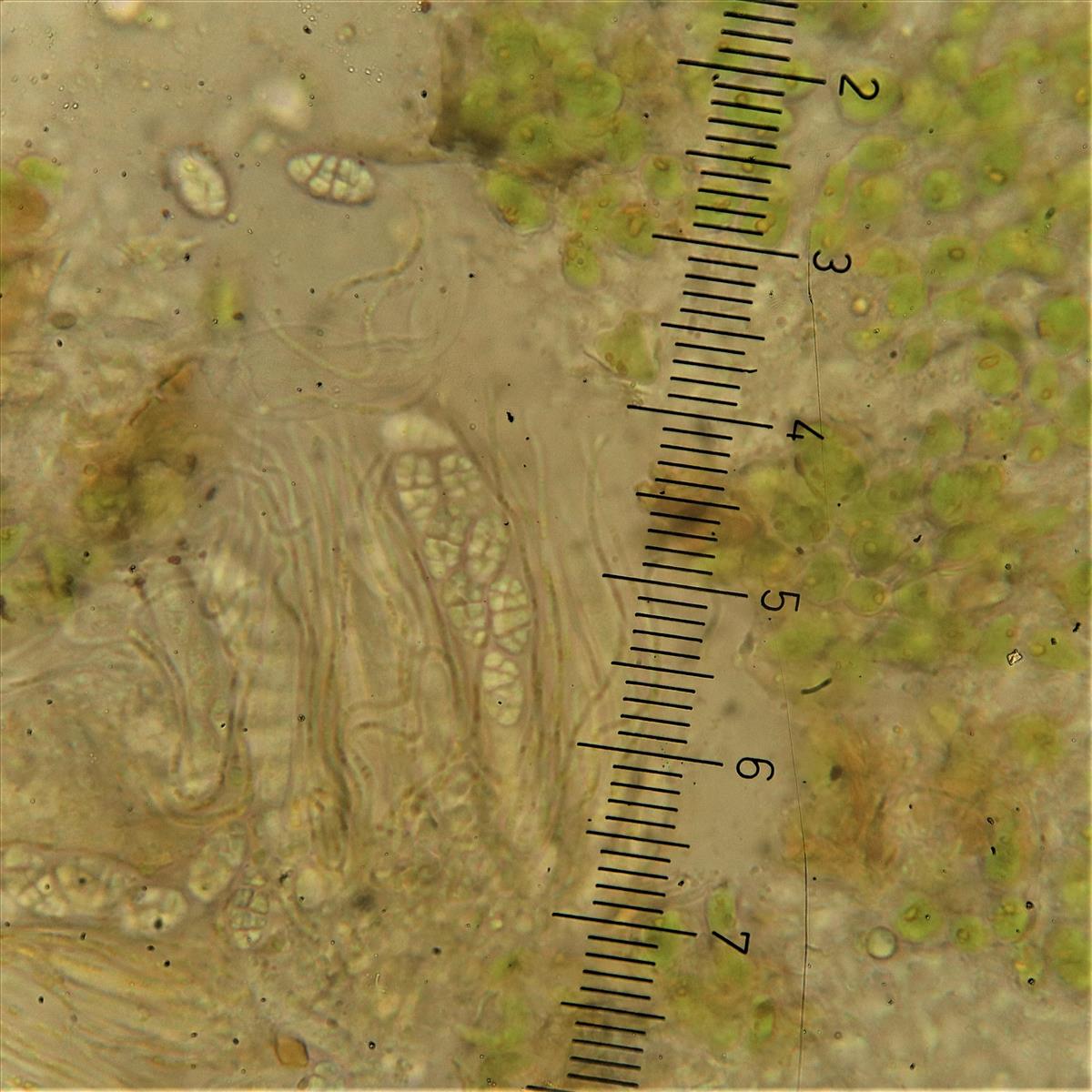 Gyalecta truncigena (door Tom Schrier)