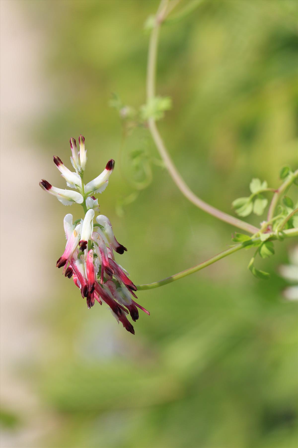 Fumaria capreolata (door Gerrit Hendriksen)