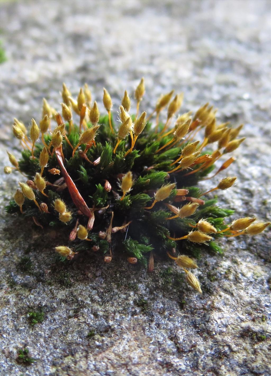 Ulota hutchinsiae (door Koos van der Vaart)