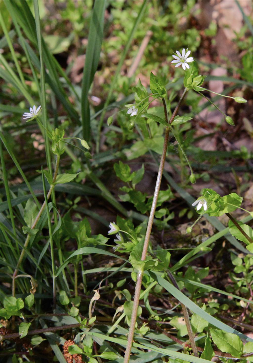 Stellaria neglecta (door Jelle Hofstra)